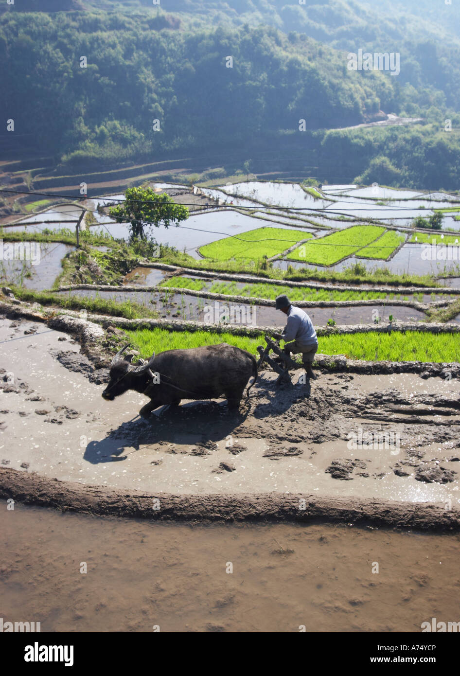 Man Using Ox To Plough Rice Terrace Stock Photo