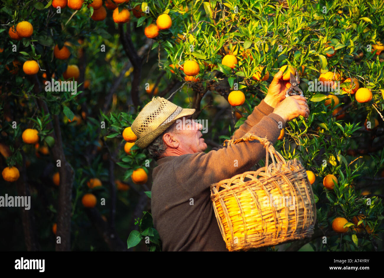 Sardinia, Italy; organic orange farmer picking fruit Stock Photo Alamy