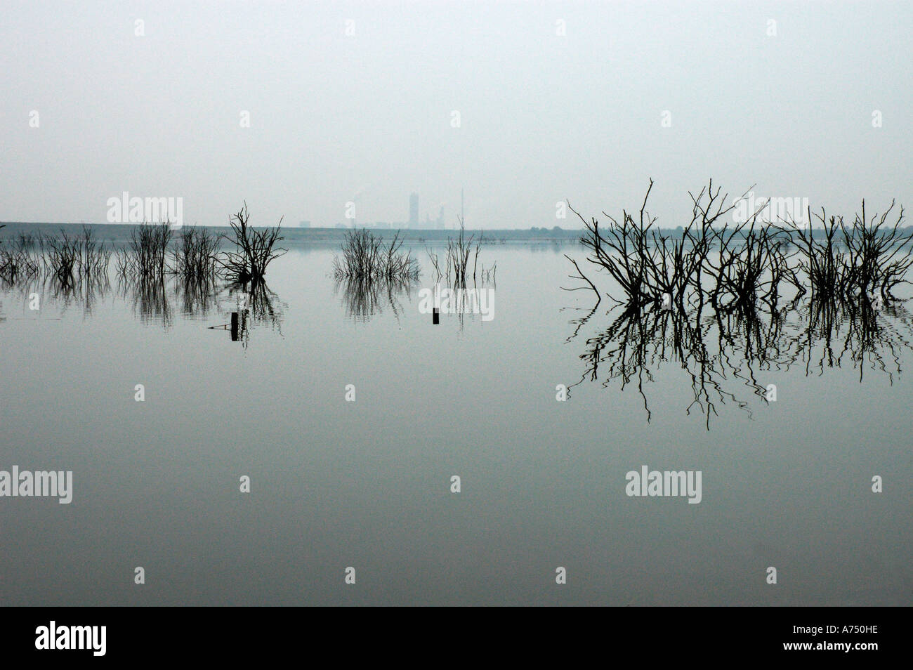 Flood water and dead submerged trees Stock Photo