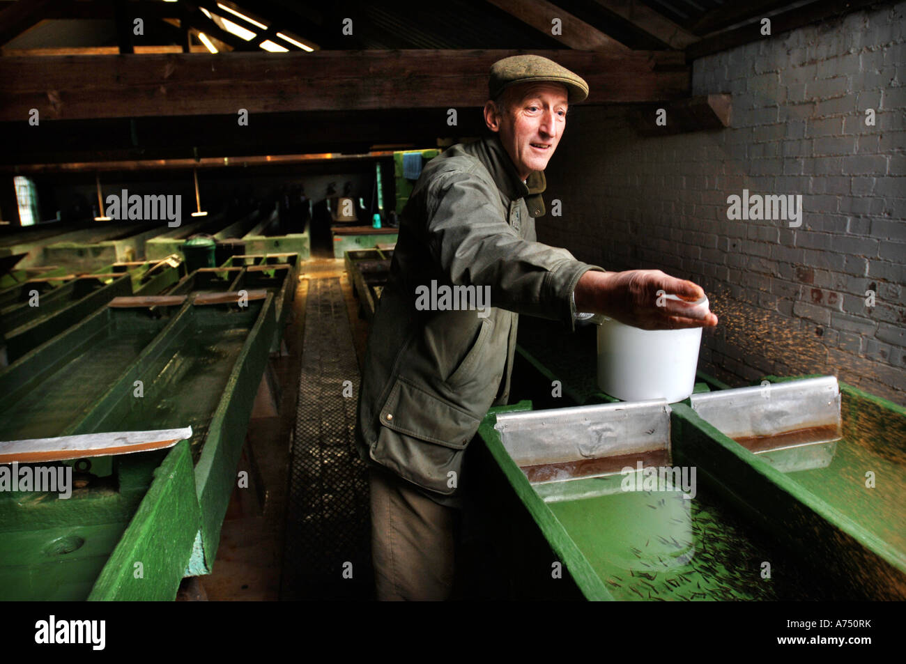 Fish fry aquarium hires stock photography and images Alamy