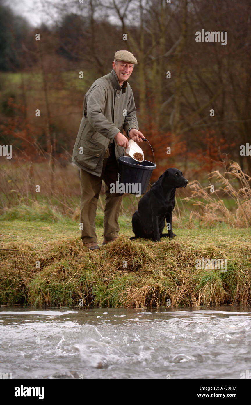 A FISH FARMER FEEDING TROUT UK Stock Photo Alamy