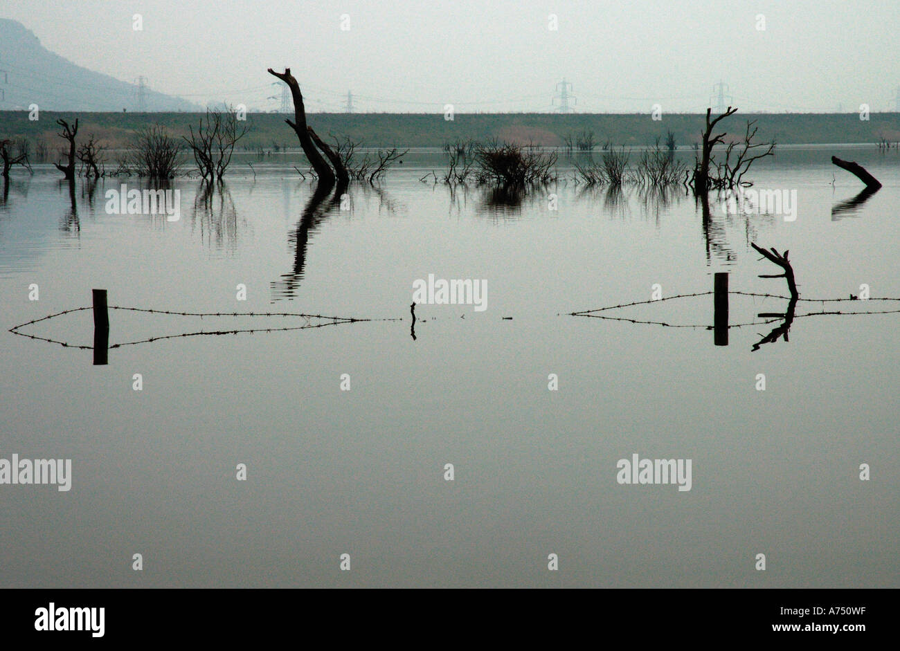 Flood water with dead submerged trees Stock Photo
