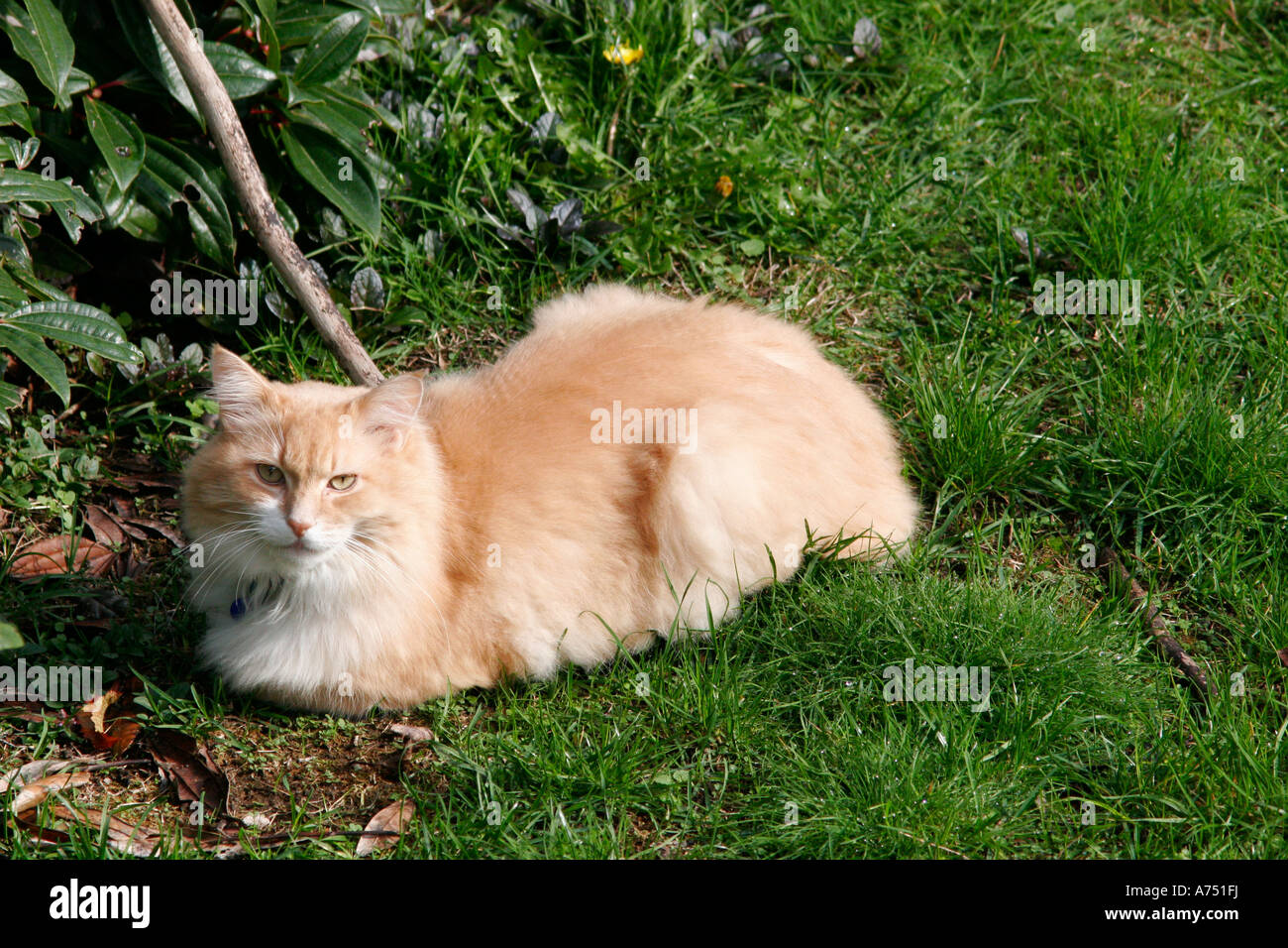 Orange tabby cat grass hi-res stock photography and images - Alamy