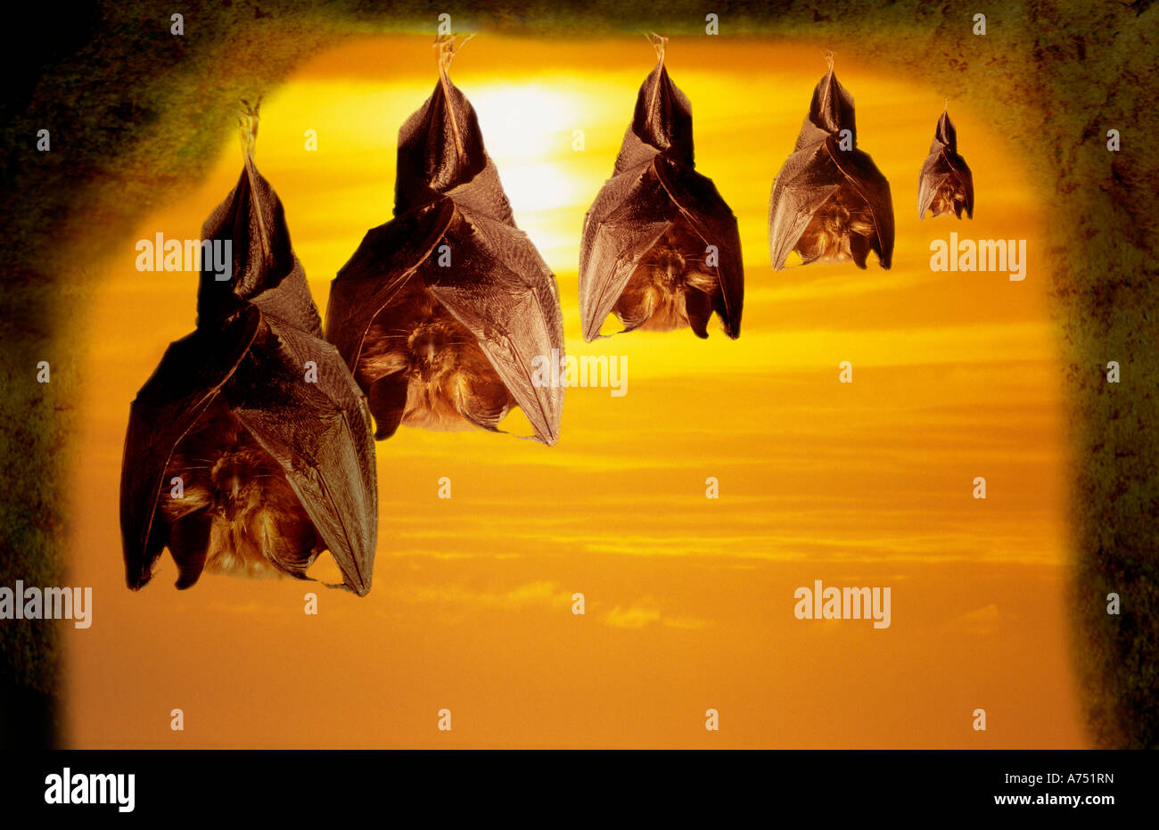 Bats in cave Stock Photo Biology Diagrams
