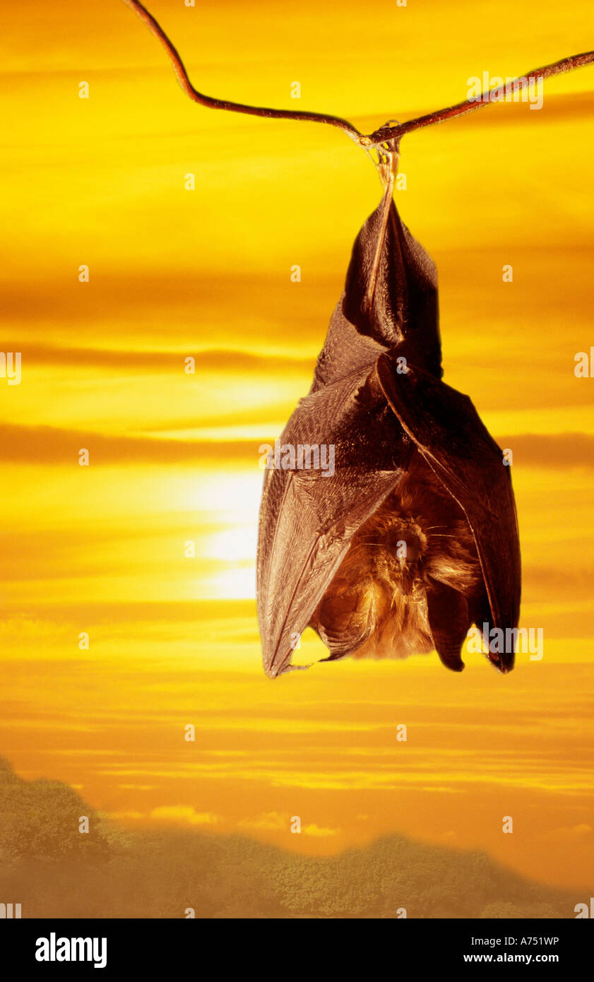 Bat animal hires stock photography and images Alamy