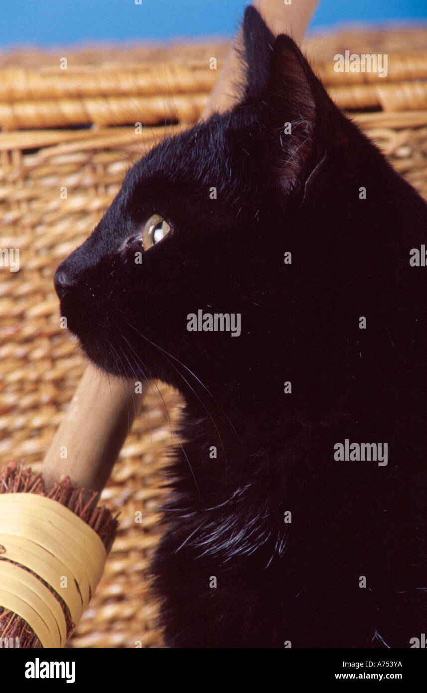 Stock Photo Cat Black Shorthair Domestic In Profile Pr Cl Stock