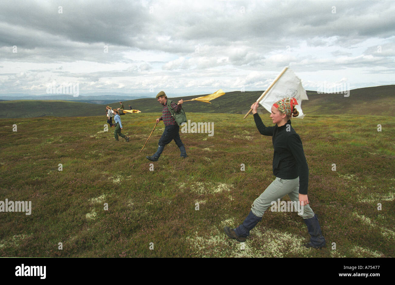 Grouse shooting in Scottish Highlands Beaters at work Stock Photo Alamy