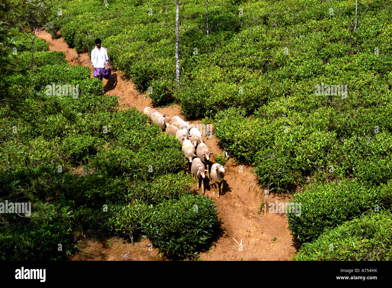 Tea plantation vagamon hi-res stock photography and images - Alamy