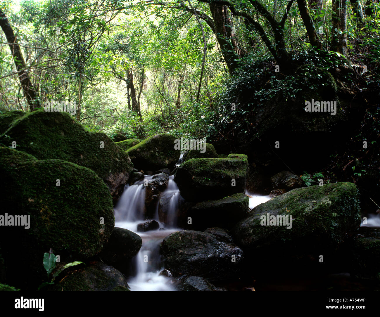 SHOLA IN ERAVIKULAM NATIONAL PARK MUNNAR KERALA Stock Photo - Alamy