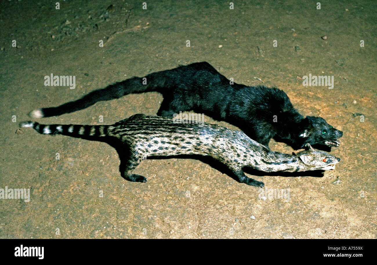 Stuffed malabar civet hires stock photography and images Alamy