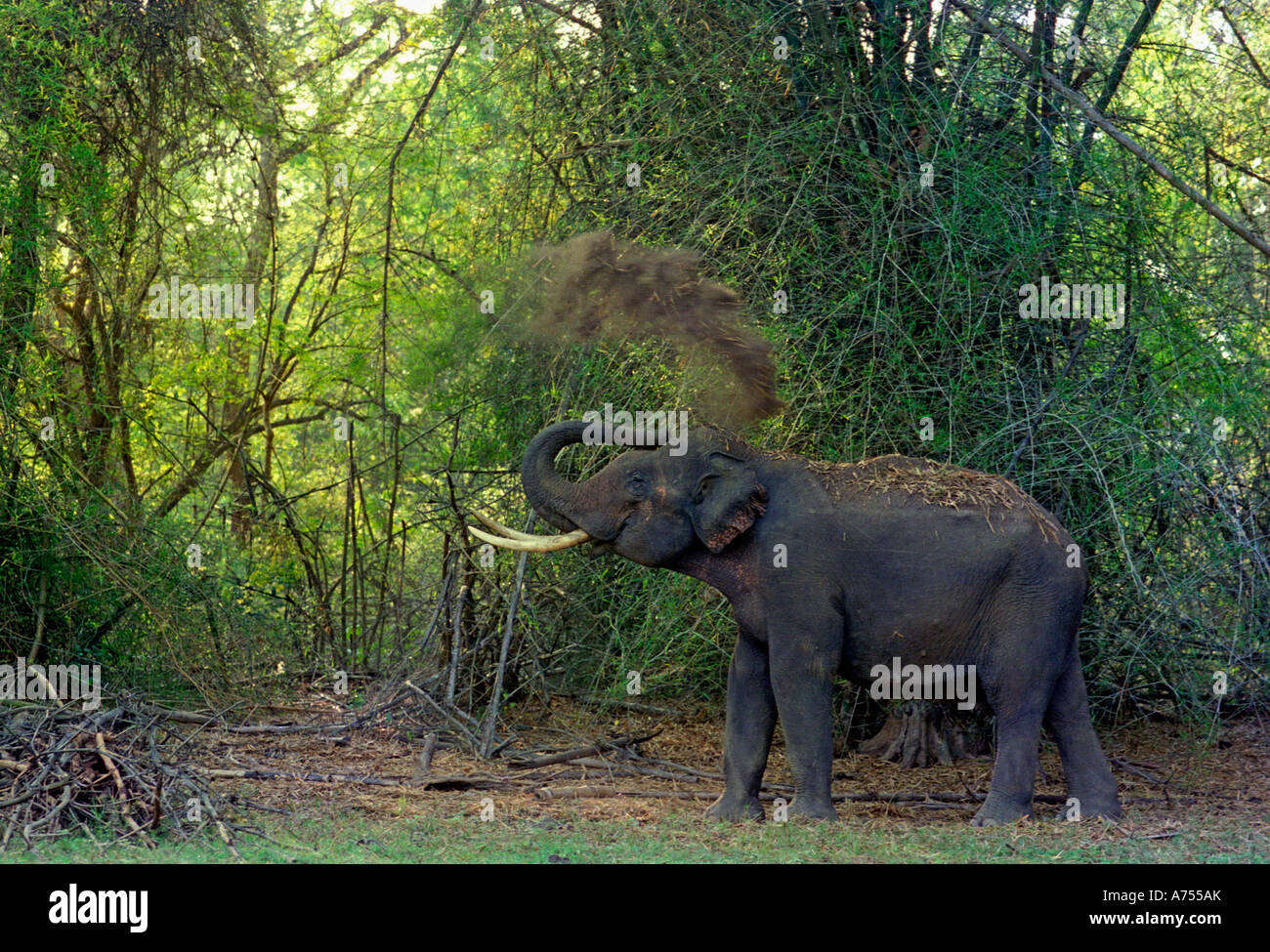 Kombanana hi-res stock photography and images - Alamy