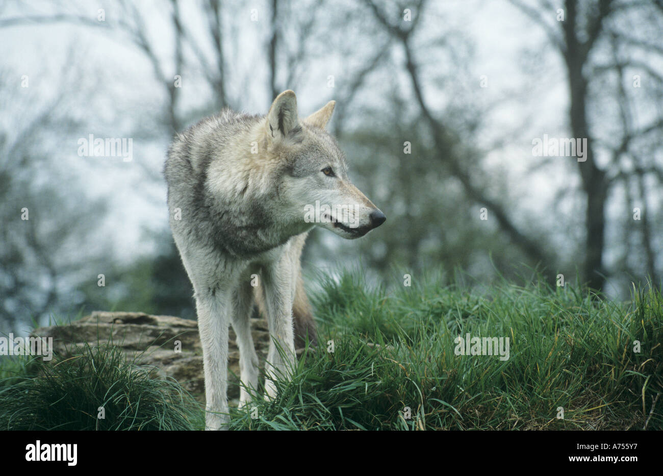 North American Gray Wolf Stock Photo Alamy