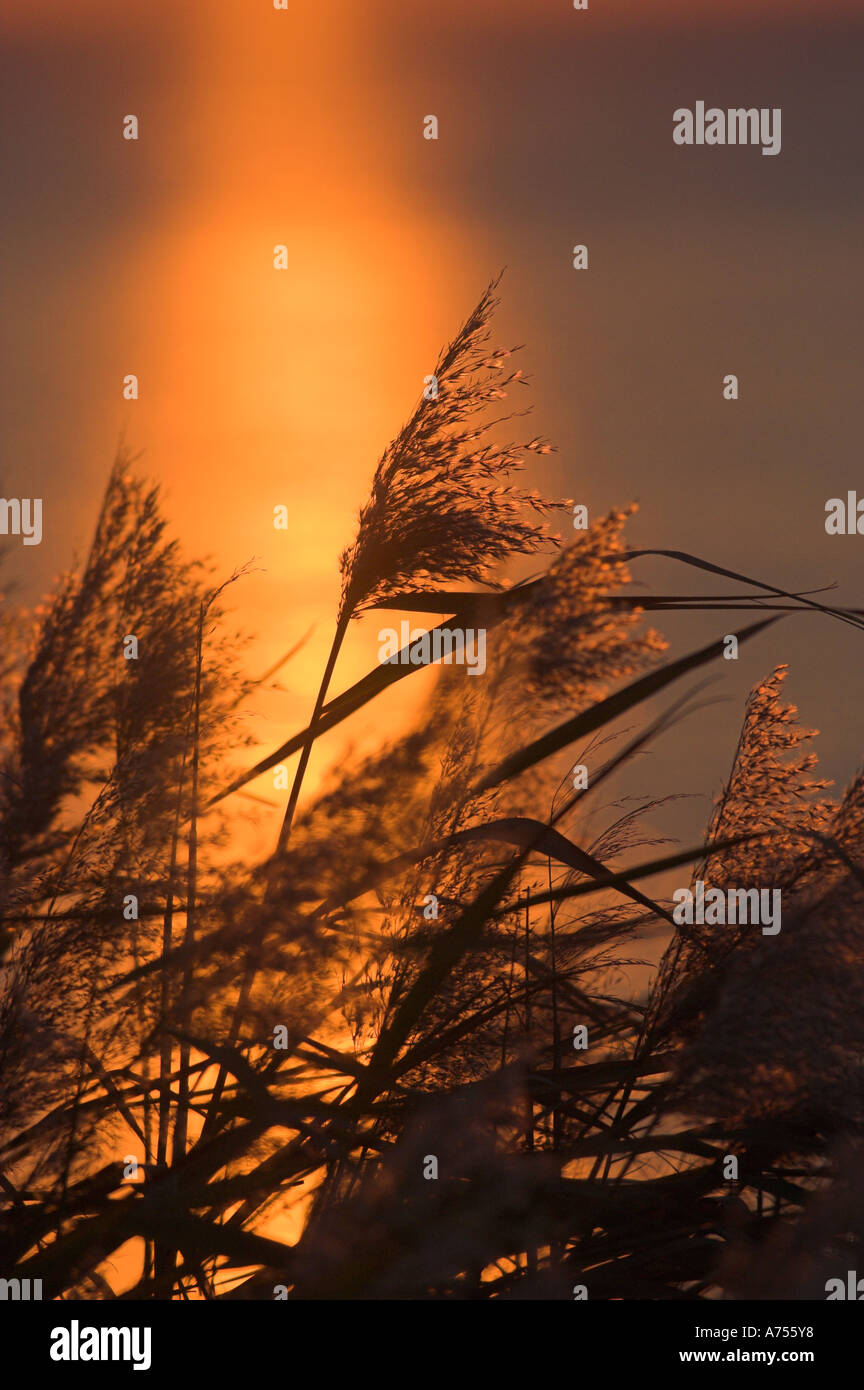 Sunset Reed Set Reed panel hi-res stock photography and images - Alamy