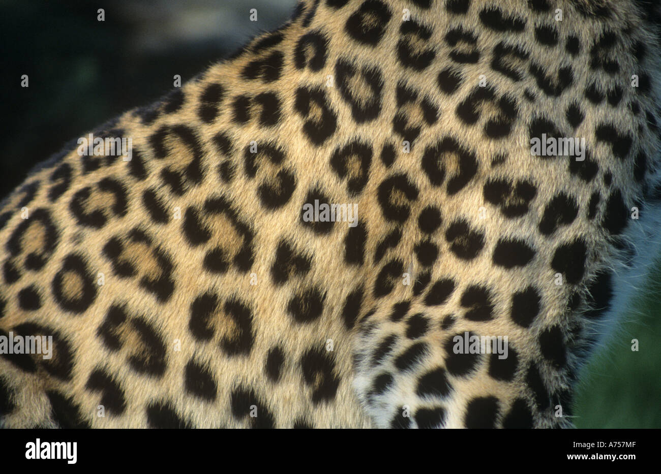 Seamless pattern with leopard, jaguar or cheetah coat of fur