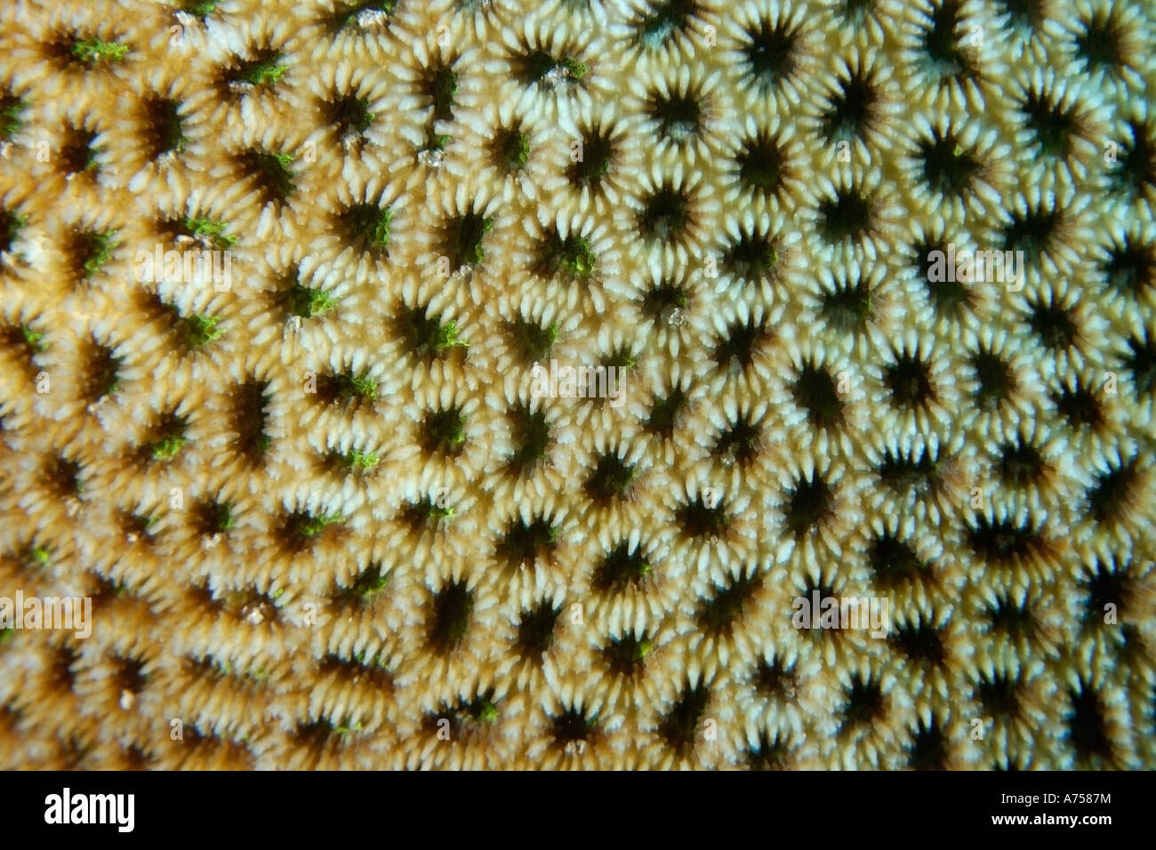 Hard coral Favites sp Jaboan Rongelap Atoll Marshall Islands Micronesia Stock Photo