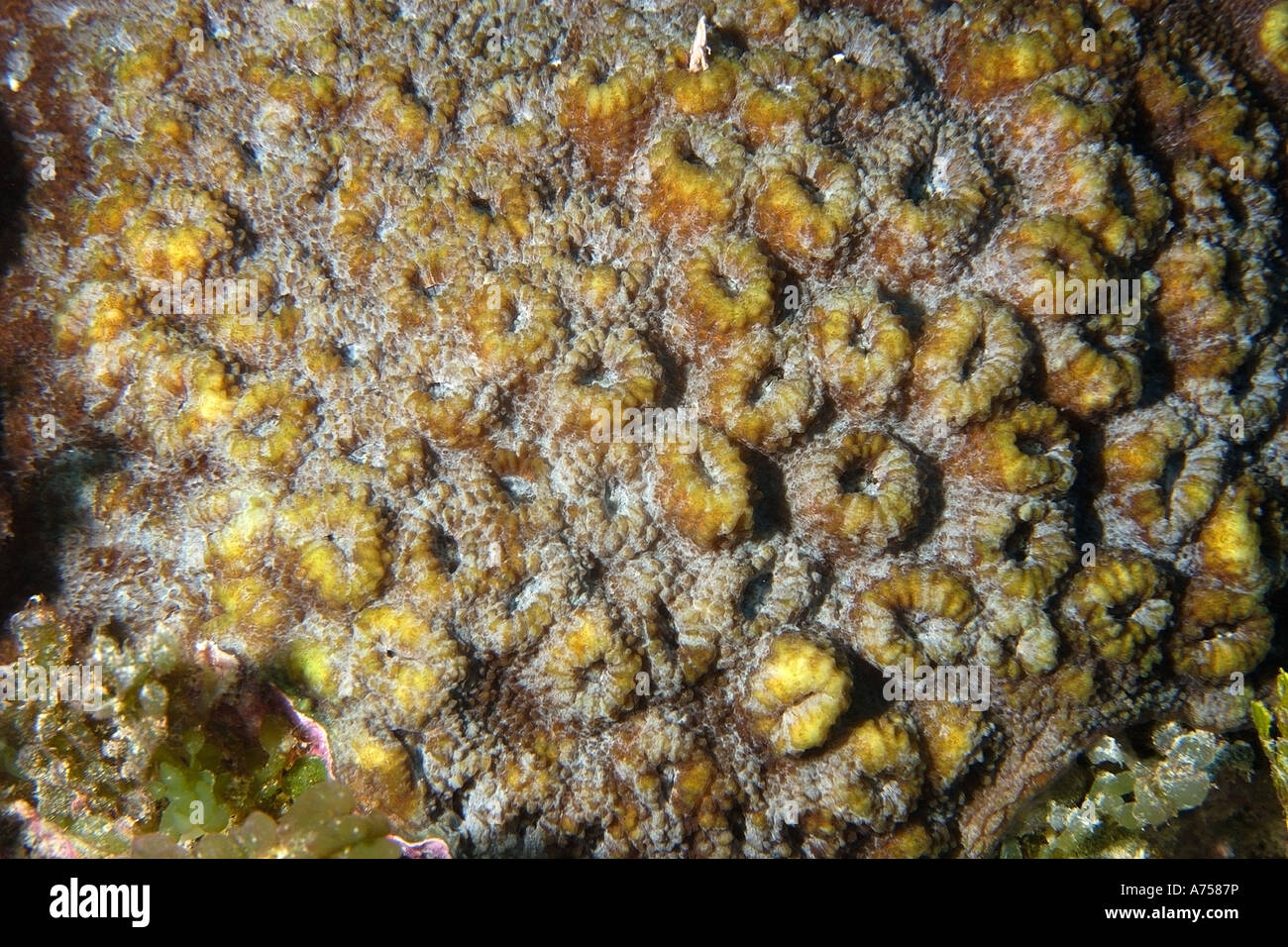 Hard coral Favia sp Jaboan Rongelap Atoll Marshall Islands Micronesia Stock Photo