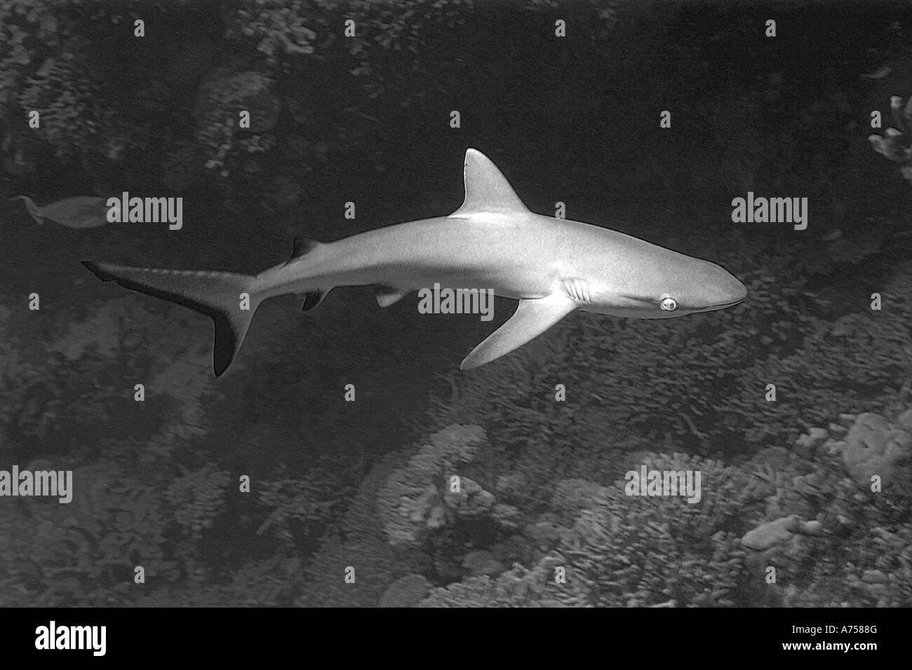 Gray reef shark Carcharhinus amblyrhynchos Jaboan Rongelap Atoll ...