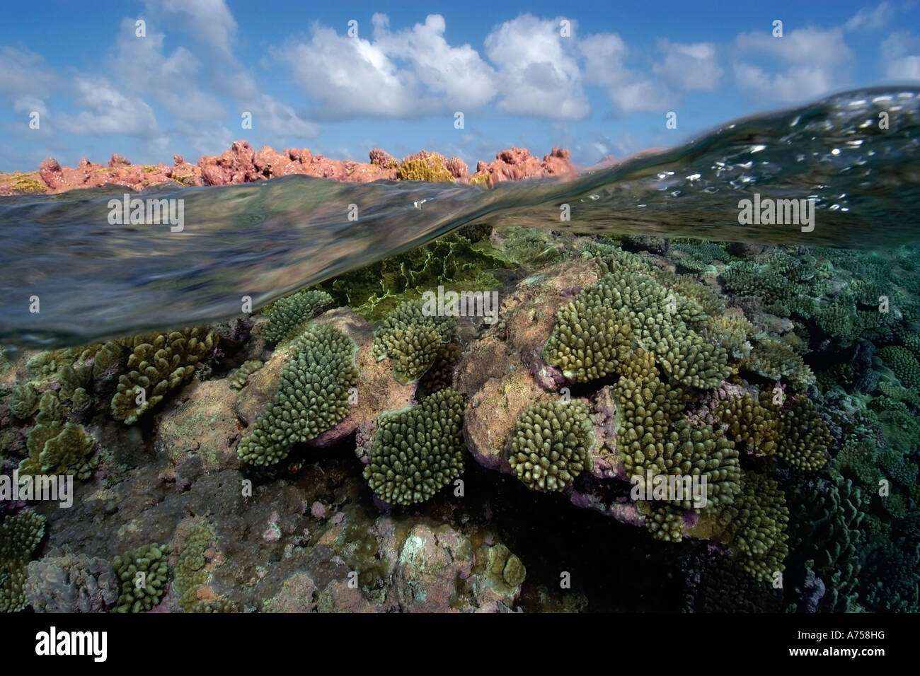 Split image of pristine coral reef and sky Rongelap Atoll Marshall ...