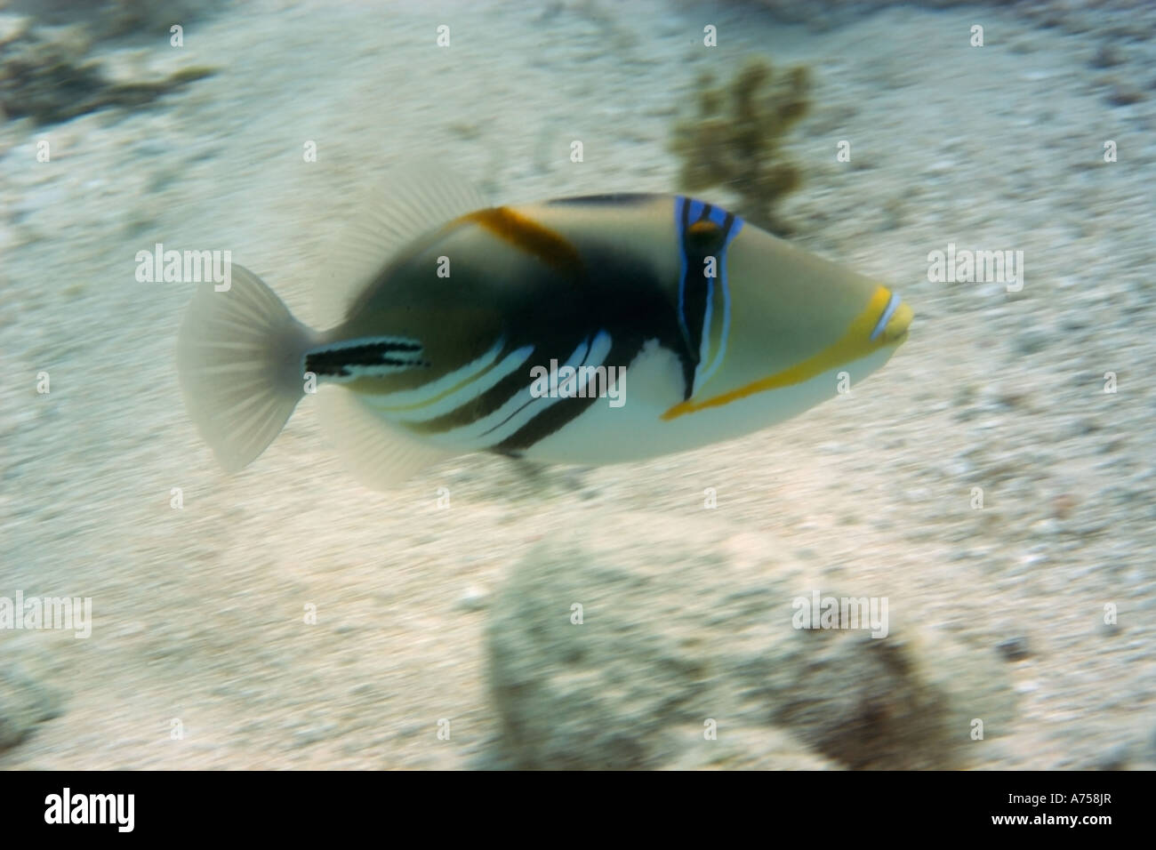 Picasso or blackbar triggerfish Rhinecanthus aculeatus Rongelap Atoll Marshall Islands Micronesia Stock Photo