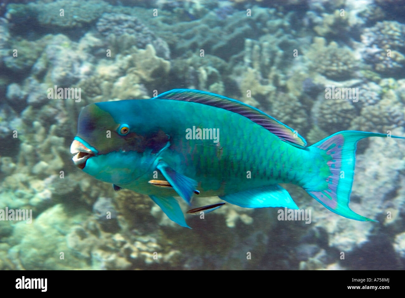 Steephead parrotfish Chlorurus microrhinos Rongelap Atoll Marshall Islands Micronesia Stock Photo