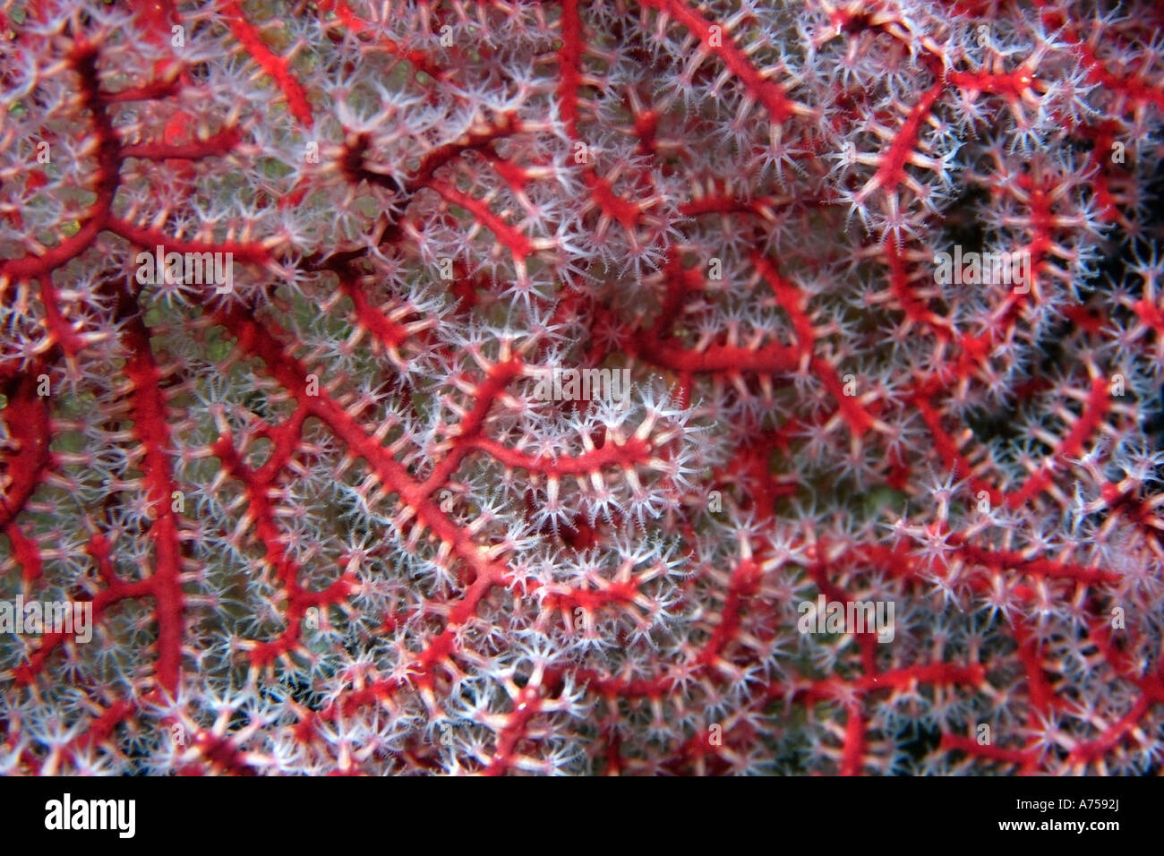 Gorgonian soft coral close up Rongelap Atoll Marshall Islands Micronesia Stock Photo