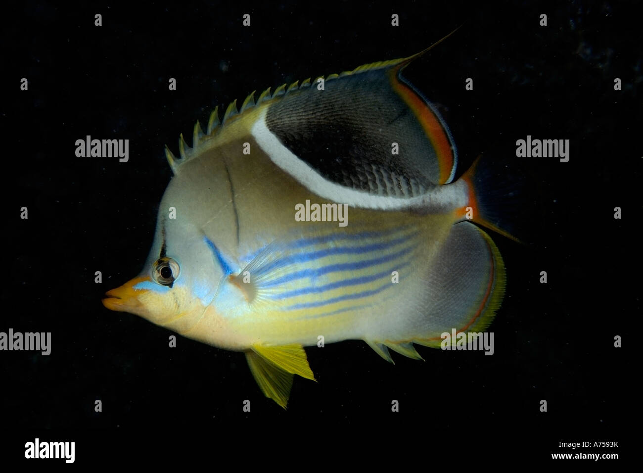 Saddled butterflyfish Chaetodon ephippium at night Rongelap Atoll Marshall Islands Micronesia Stock Photo