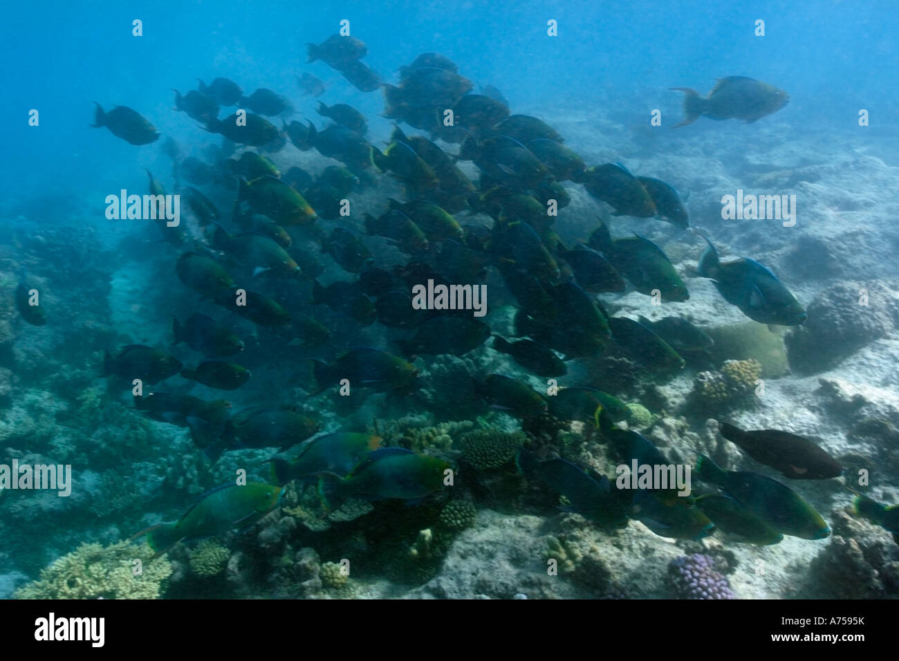 School of dozens of filament fin parrotfish Scarus altipinnis grazing on the reef Rongelap Atoll Marshall Islands Micronesia Stock Photo