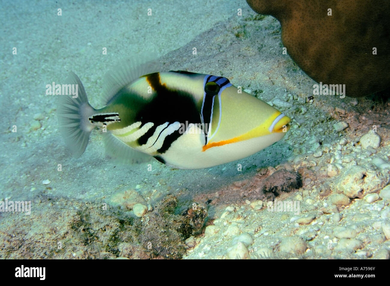 Picasso or blackbar triggerfish Rhinecanthus aculeatus Rongelap Marshall Islands Micronesia Stock Photo