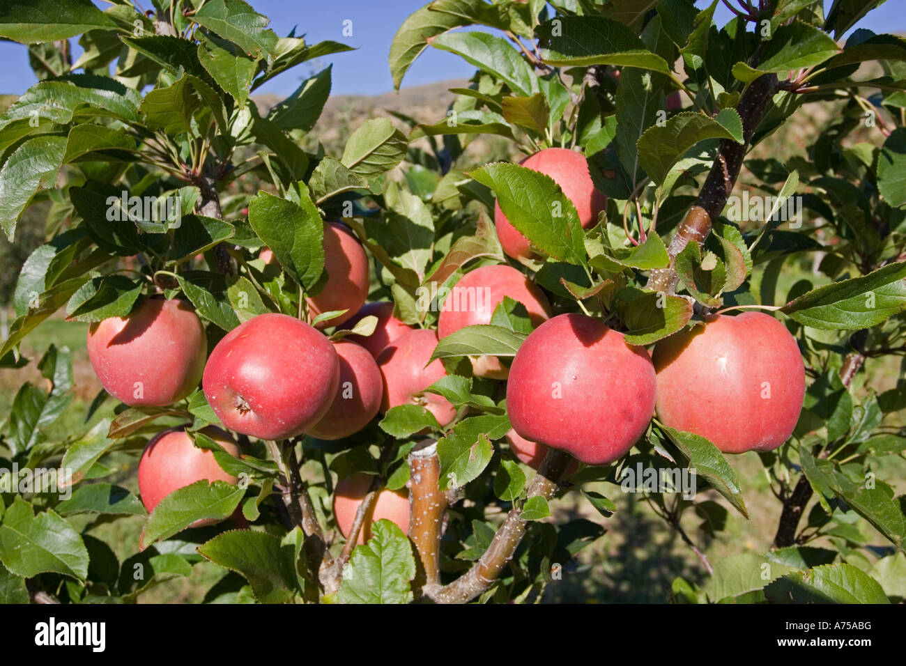 Ripe red apples in orchards near Cromwell South Island New Zealand Stock Photo