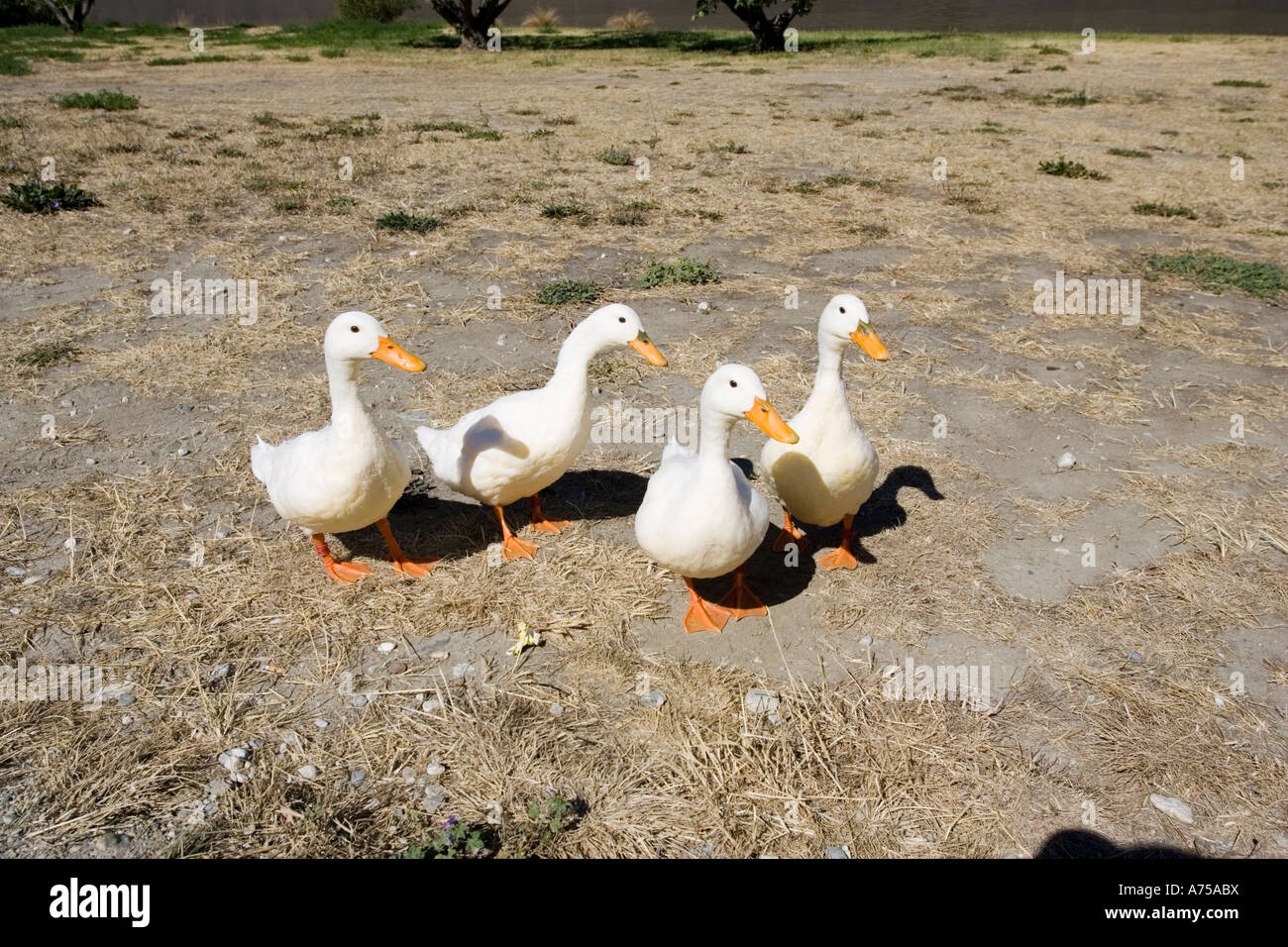Four domestic ducks orange feet and beaks Cromwell New Zealand Stock Photo