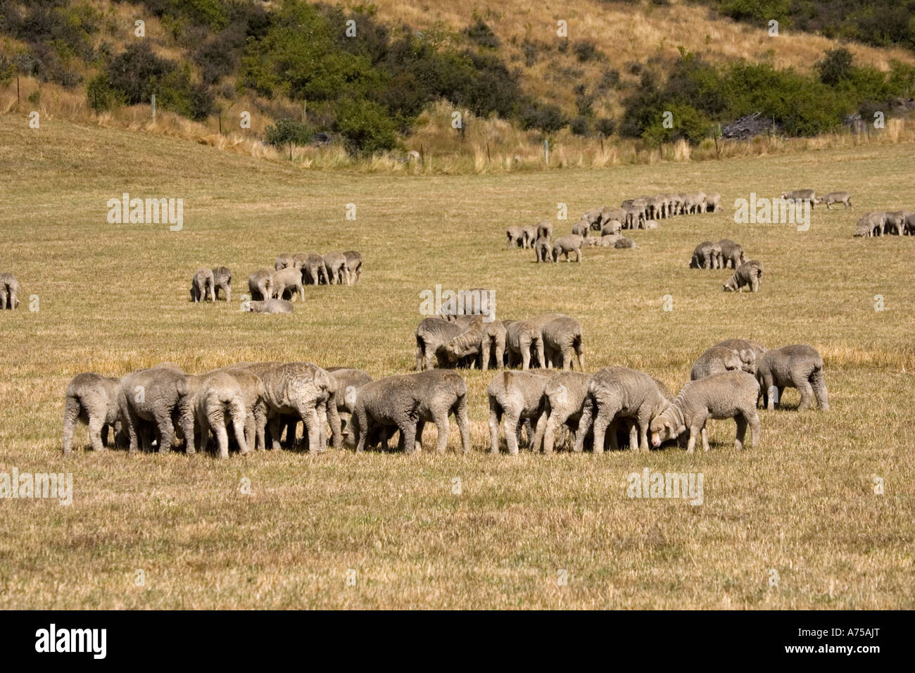 Sheep Flies Hi res Stock Photography And Images Alamy sheep-flies-hi-res-stock-photography-and-images-alamy