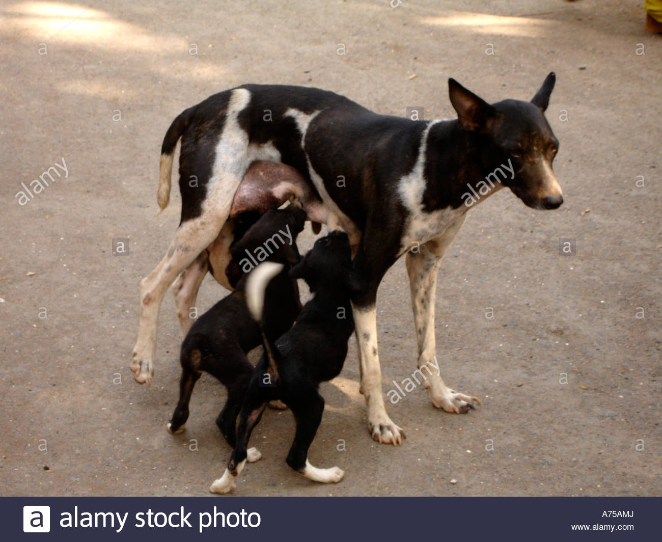 Mumbai through the eyes of a stray dog Mumbai through the eyes of a stray dog