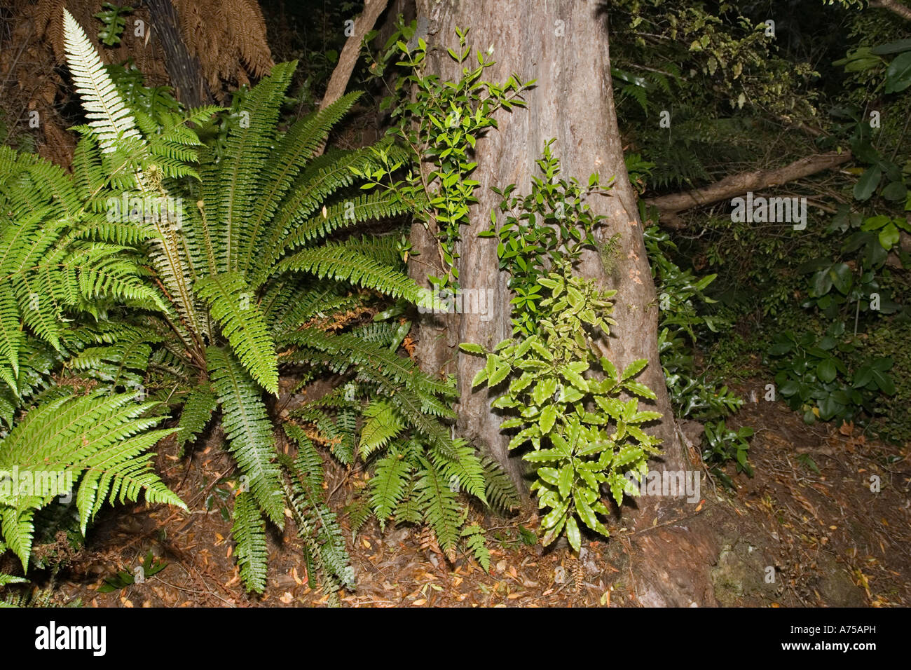 Ferns On Forest Floor And Climbers On Tree Trunk Lake Wilkie Near