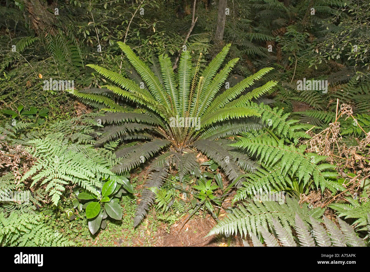 Ferns On Forest Floor Lake Wilkie Near Tautuku Bay Catlins New