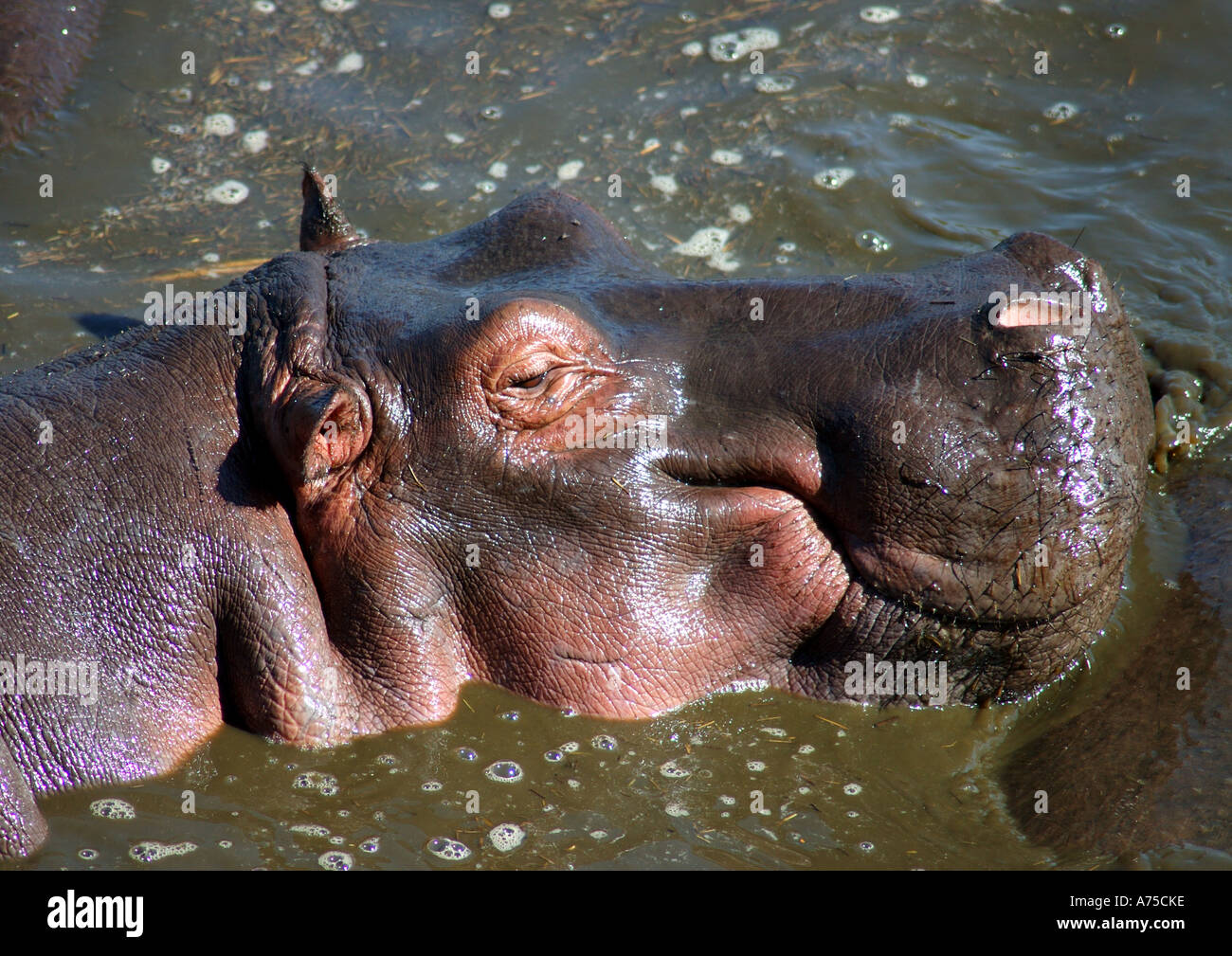 Hippopotamus mud wallow hi-res stock photography and images - Alamy