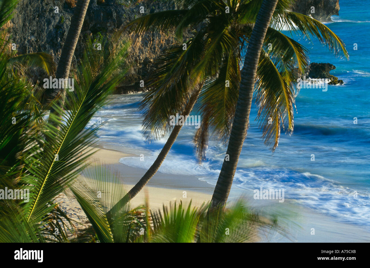 palm trees at Bottom Bay South East Coast Barbados Stock Photo