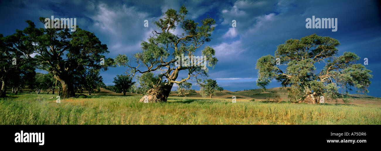 gum trees Wilpena Flinders Ranges South Australia Stock Photo