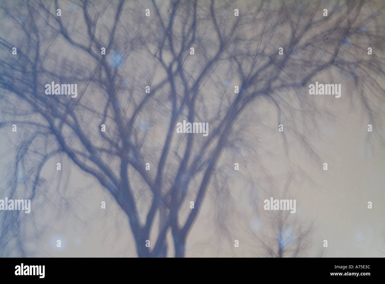 Snow falling during a winter storm Stock Photo