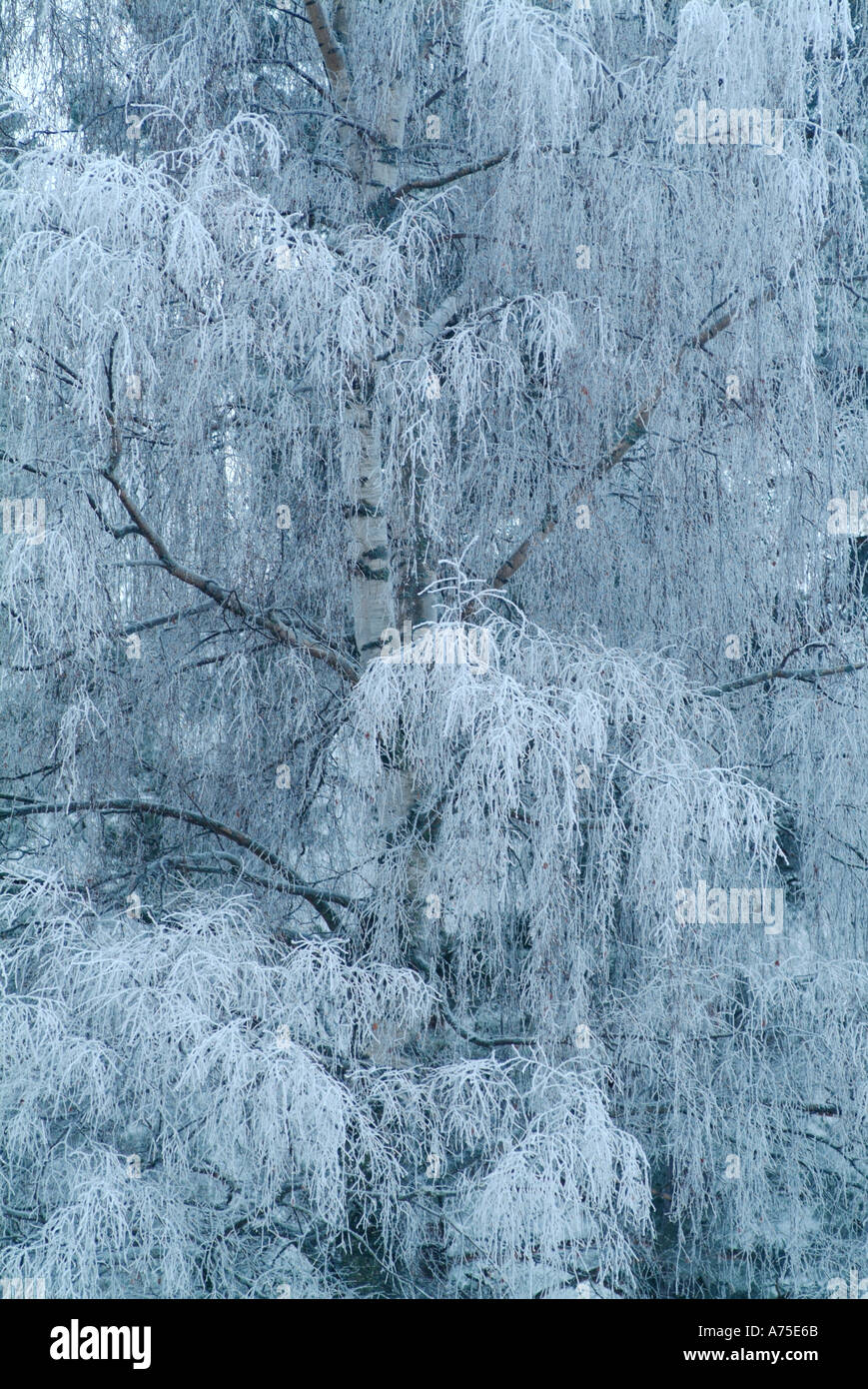 Frosty tree branches Varmland Sweden Stock Photo