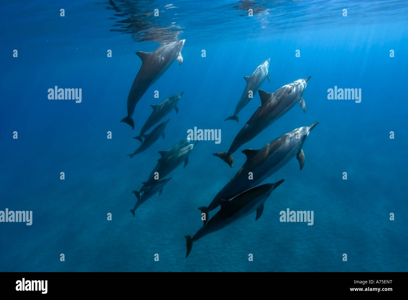 Spinner dolphins Stenella longirostris Big Island Hawaii USA Stock Photo