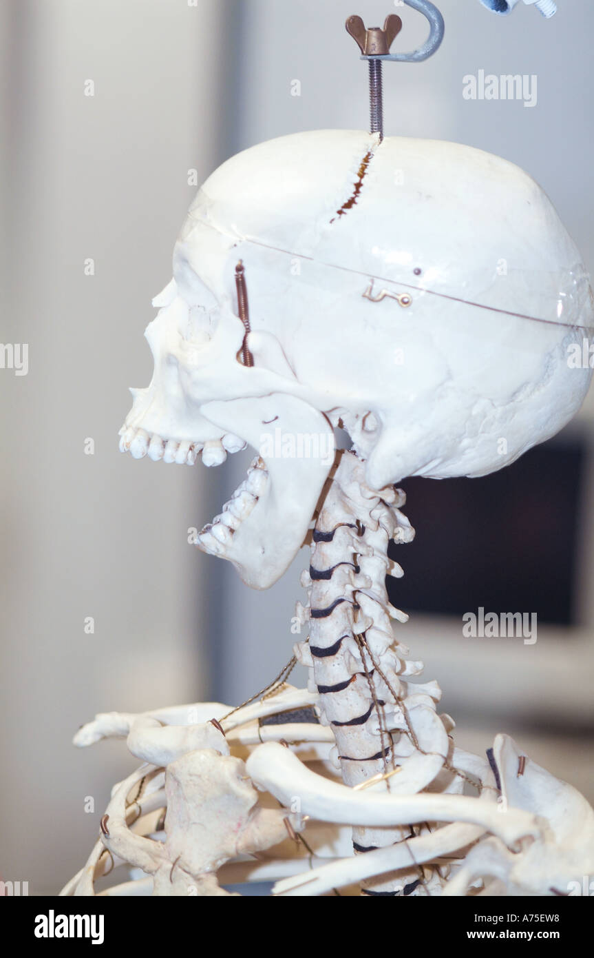 Skull, skeleton, bones, frame, bone, bones, boney, neck, spine, spinal, column, Stock Photo