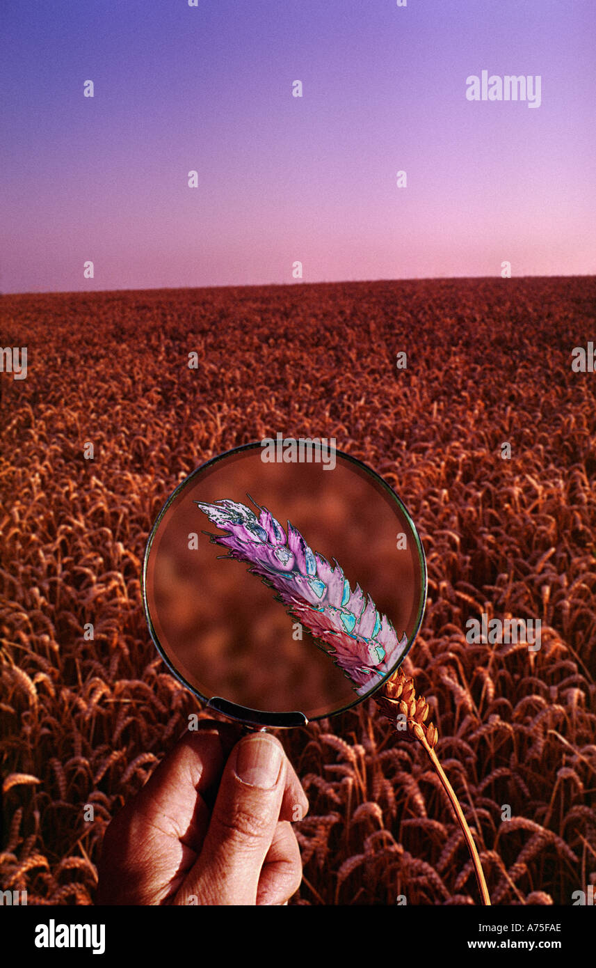 Pollution and wheat field Stock Photo