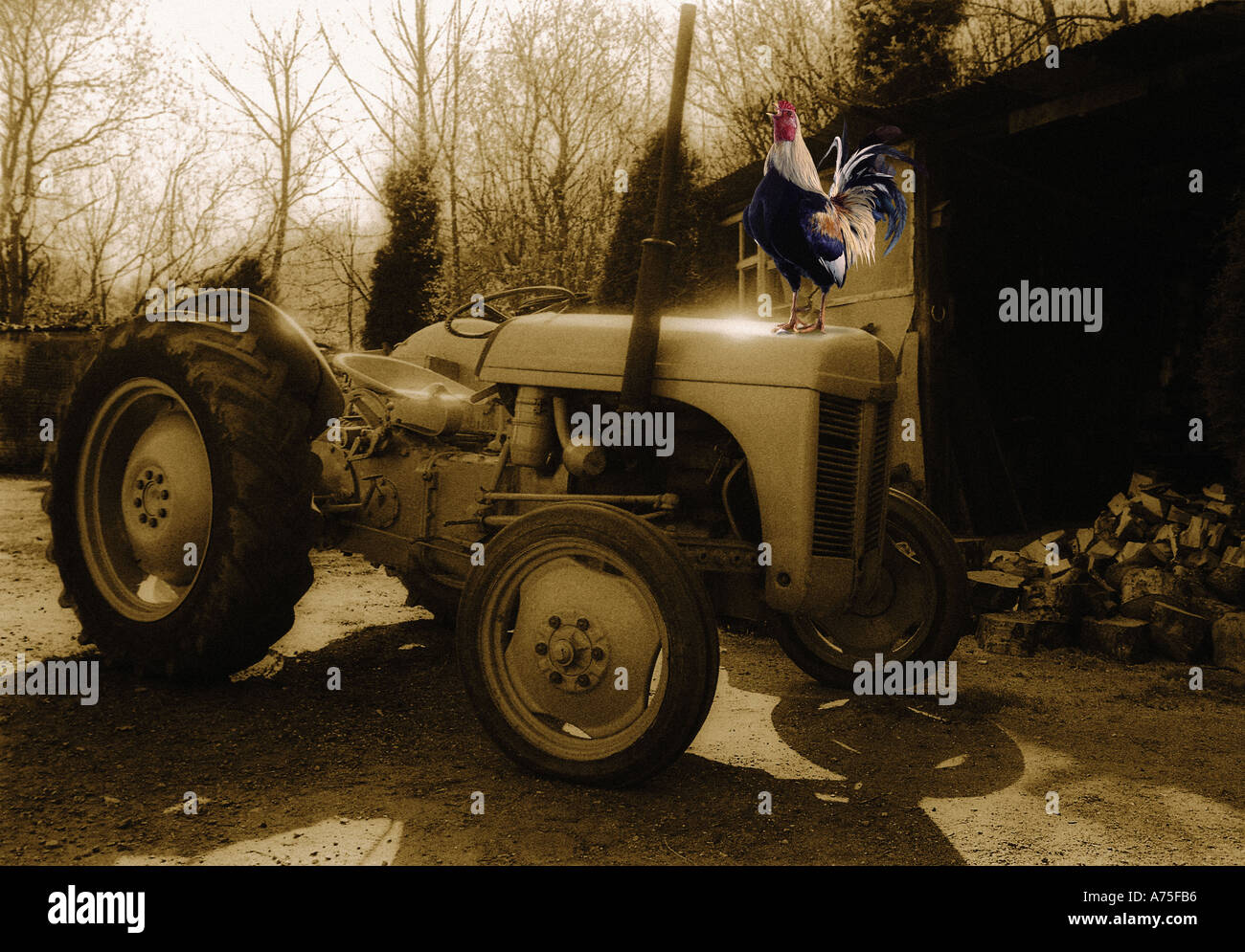 Tractor and crowing rooster Stock Photo