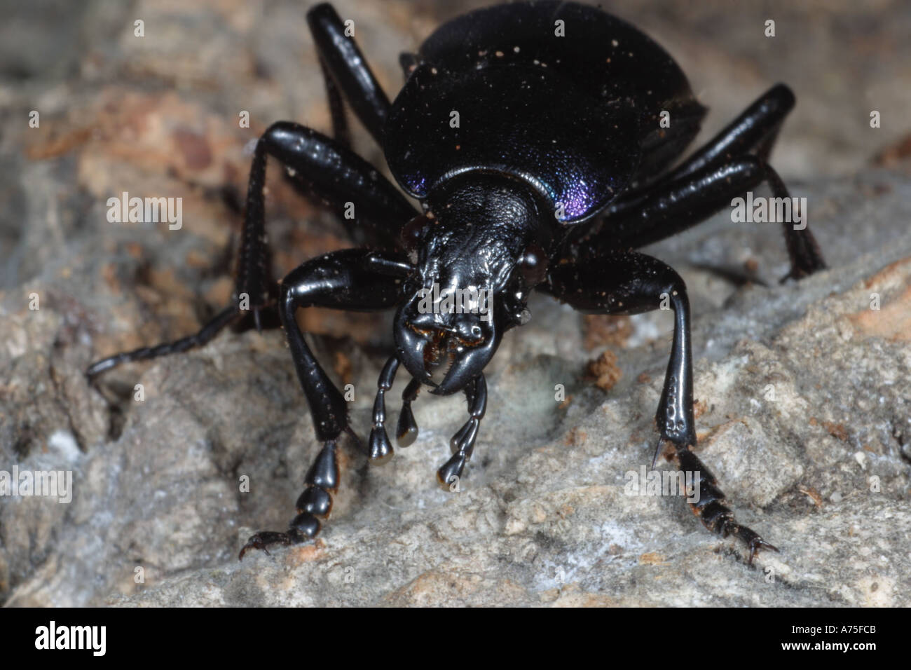 Violet Ground Beetle Carabus violaceus Stock Photo