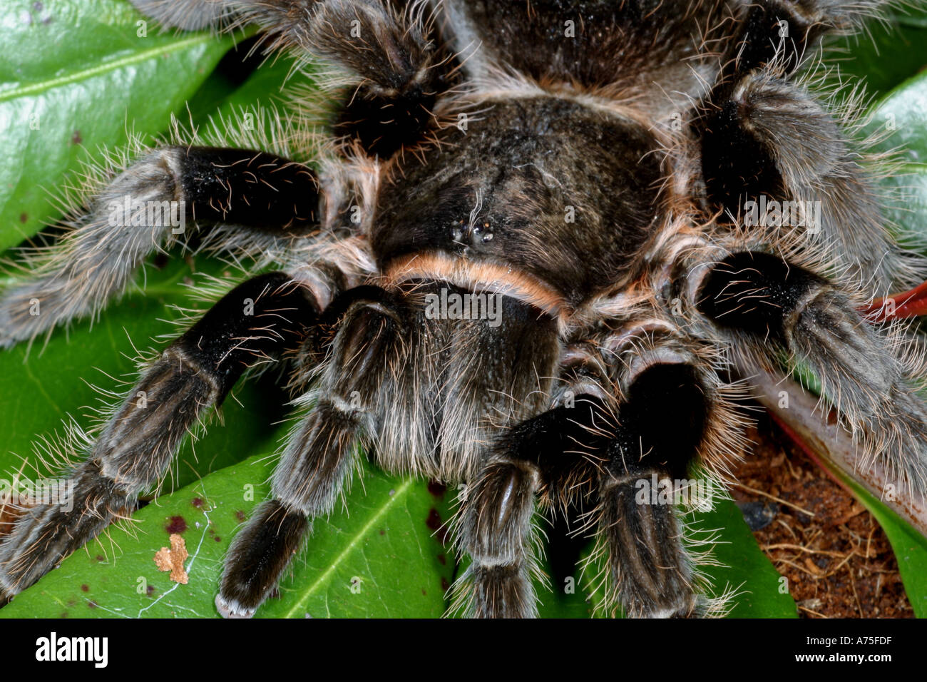 Curly Hair Tarantula Brachypelma albophilosom. Captive Stock Photo