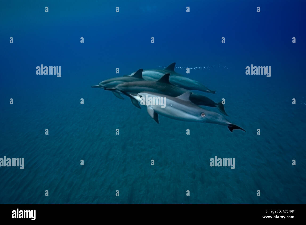 Spinner dolphins Stenella longirostris Big Island Hawaii USA Stock Photo
