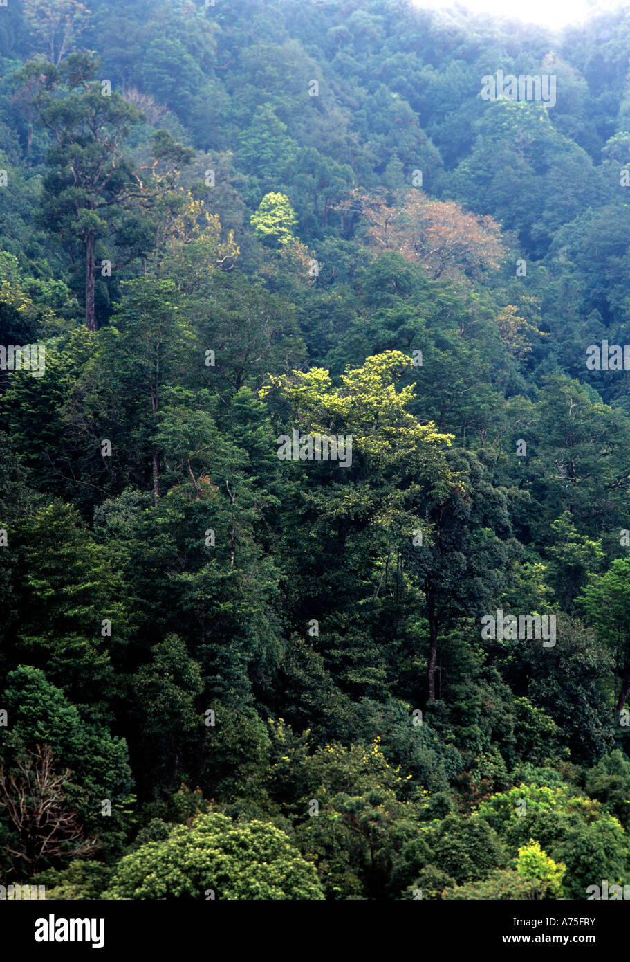 THICK FORESTS IN MUNNAR KERALA Stock Photo