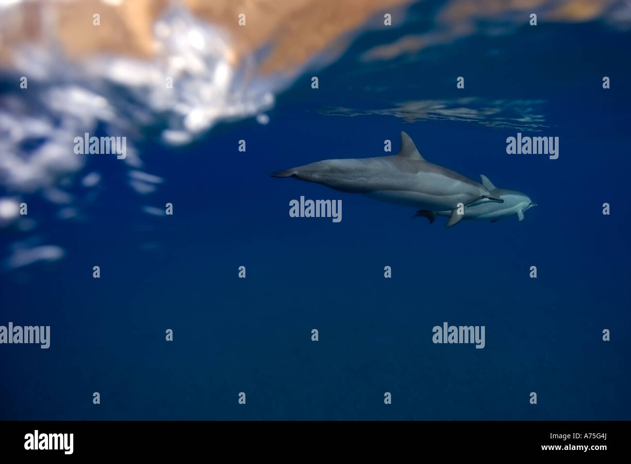 Split image of Spinner dolphin Stenella longirostris and cliff Big Island Hawaii USA Stock Photo