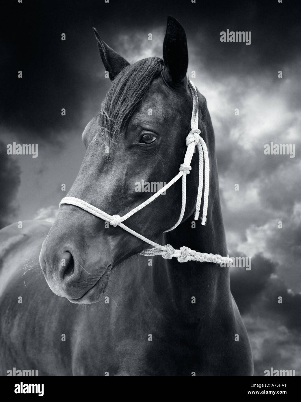 A black and white portrait of a horse with sky behind Stock Photo
