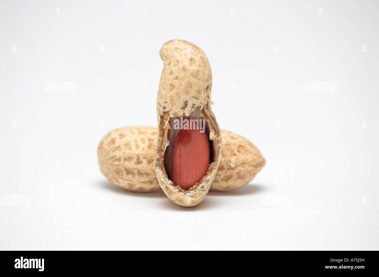 Pair of monkey nuts close up Stock Photo - Alamy